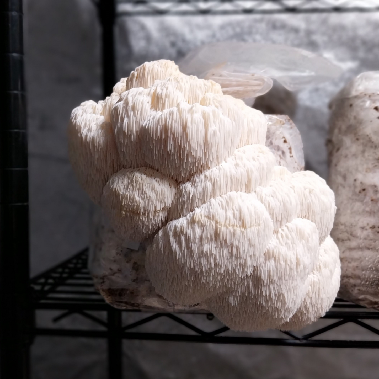 Lion’s Mane Grow Kit