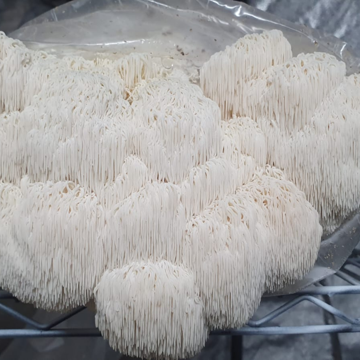 Lion’s Mane Grow Kit