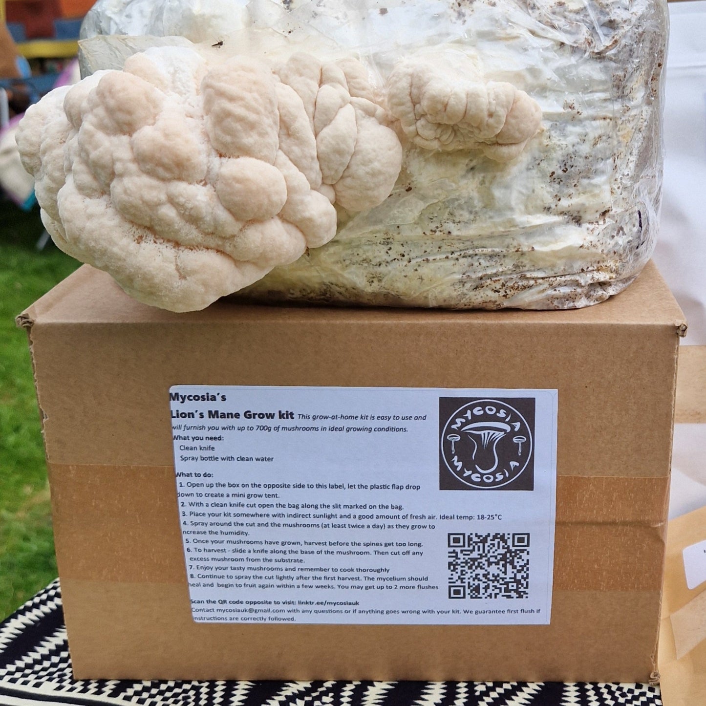 Lion’s Mane Grow Kit