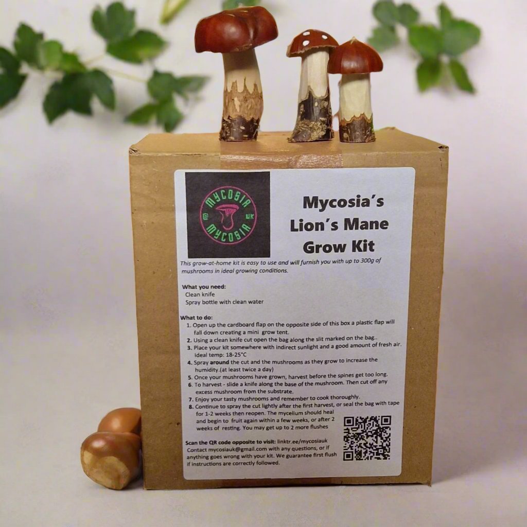 Mini Lion’s Mane Grow Kit