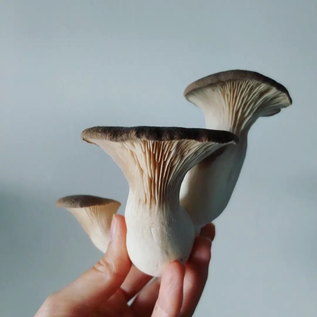 Mini Oyster Grow Kit