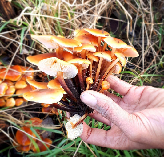 Velvet Shank (Flammulina velutipes)