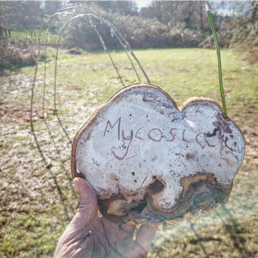 The Artist's Bracket (Ganoderma applanatum)