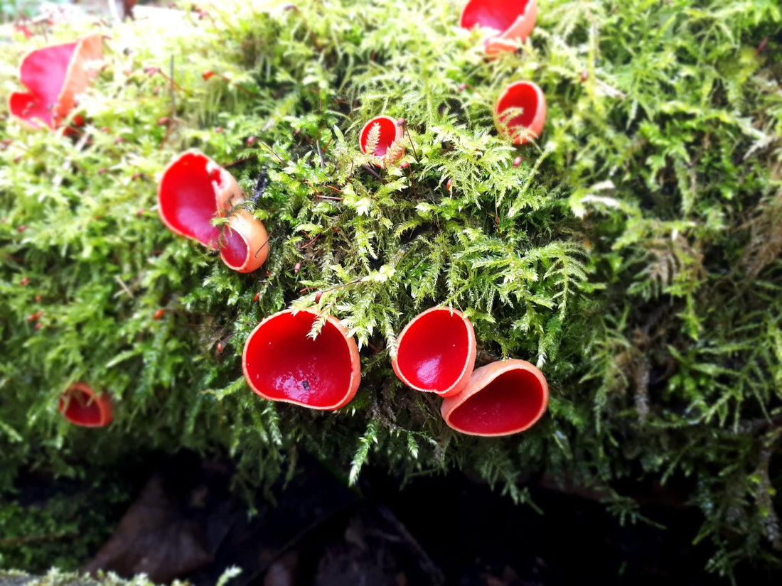 Scarlet Elfcup (Sarcoscypha austriaca)