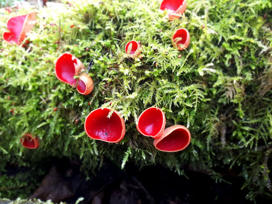 Scarlet Elfcup (Sarcoscypha austriaca)