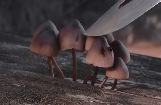 Bleeding Fairy Helmet (Mycena haematopus)