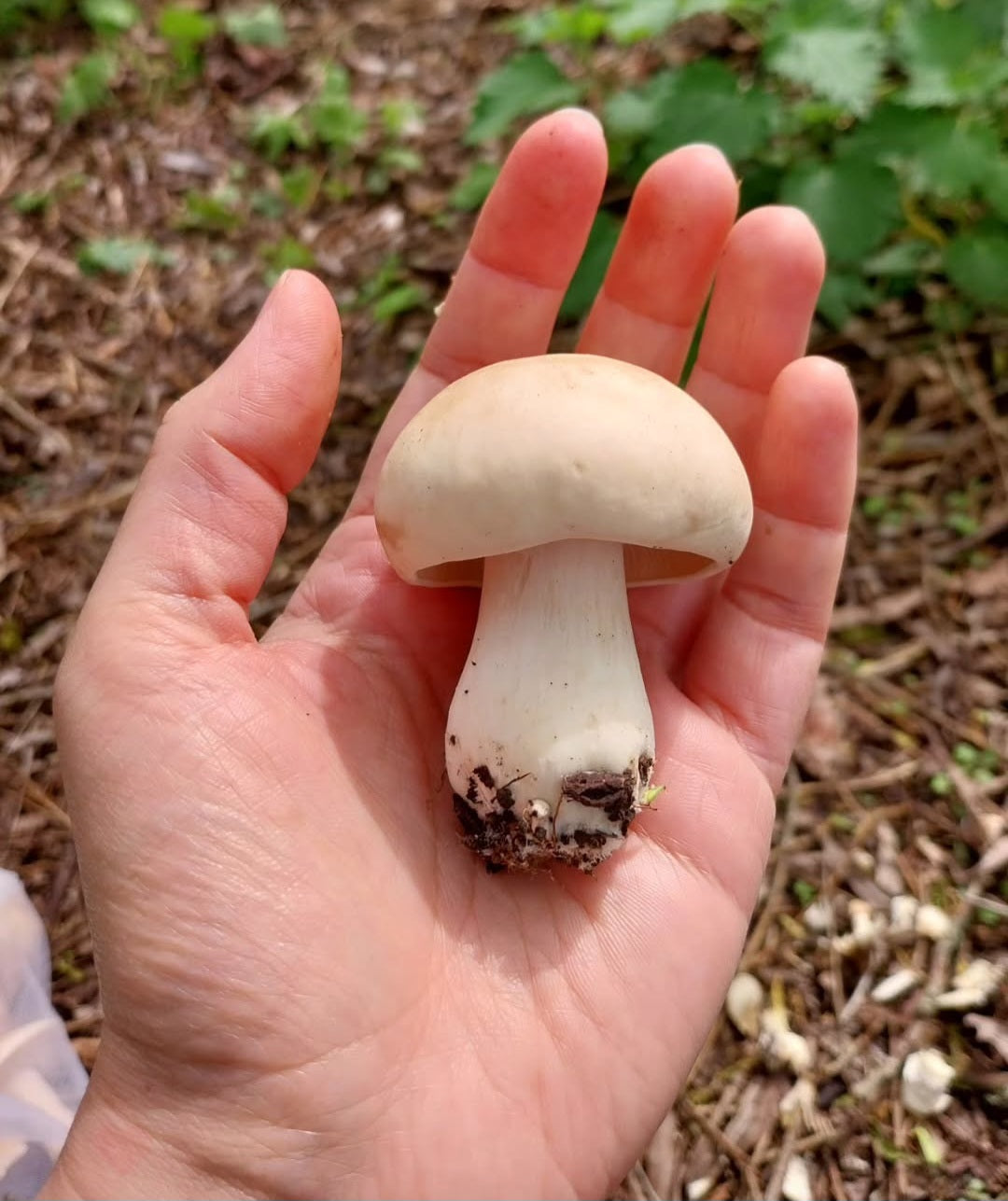 St. George's Mushroom (Calocybe gambosa)