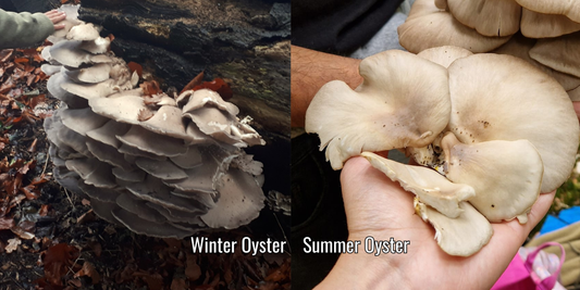 Oyster Mushroom (Pleurotus sp.)