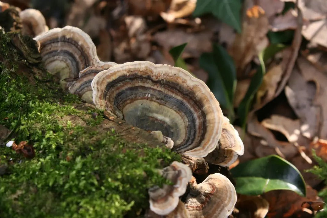 Turkey Tail (Trametes versicolor)