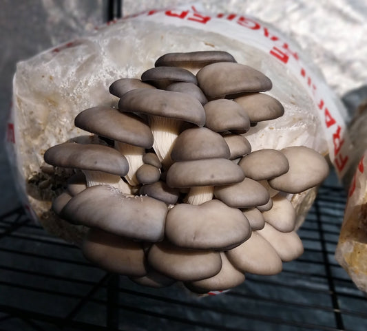 Fresh Blue Grey Oyster Mushrooms