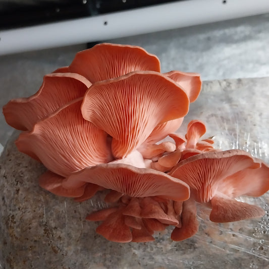 Fresh Pink Oyster Mushrooms