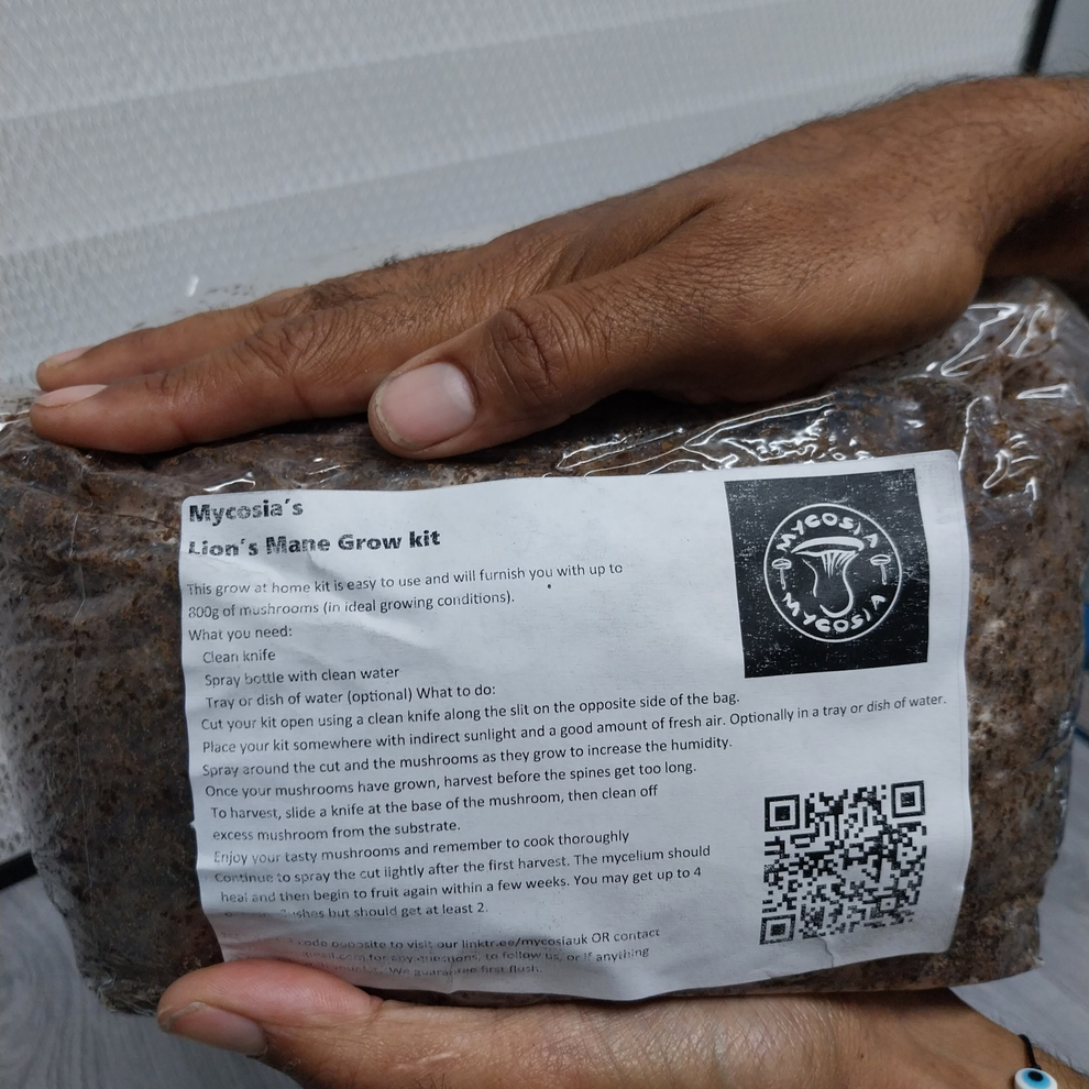Lion’s Mane Grow Kit Mycosiauk CIC