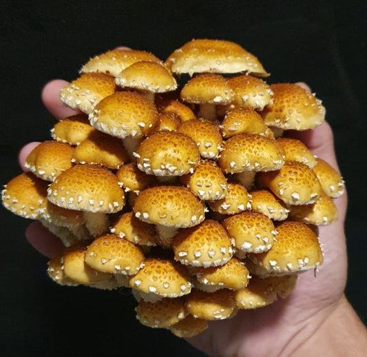 Fresh Freckled Chestnut Mushrooms