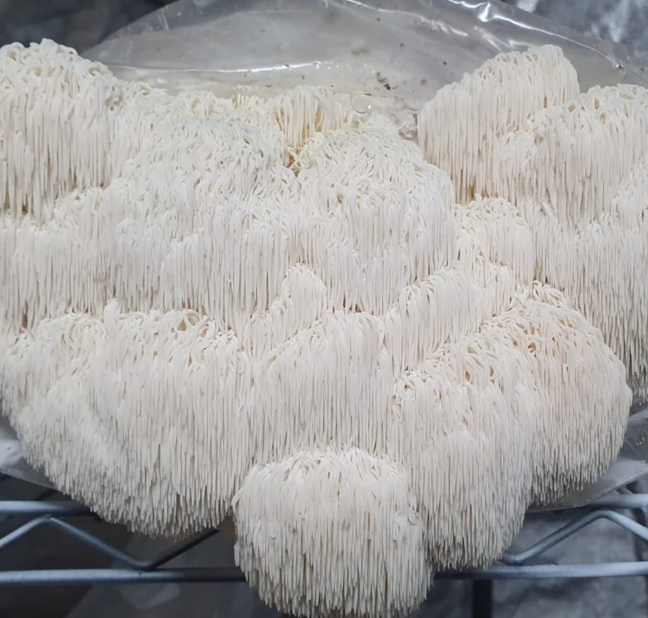 Lion's Mane Powder