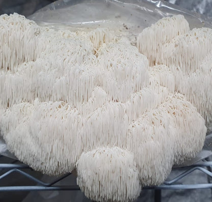 Lion's Mane Powder