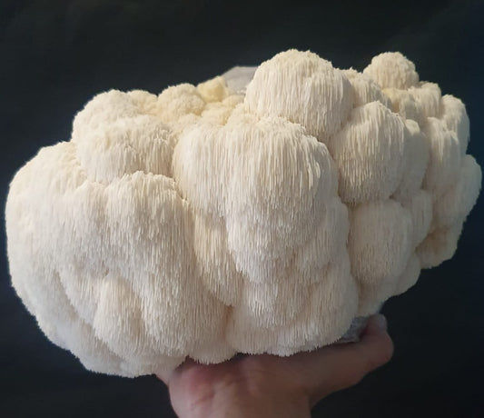 Fresh Lion’s Mane Mushrooms