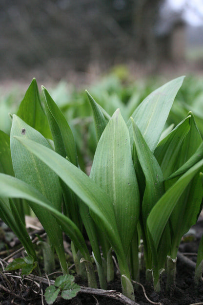 Wild Garlic Salt - Limited Edition!