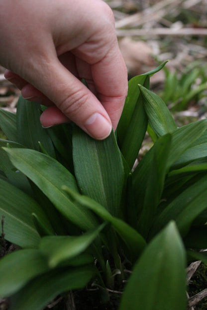 Wild Garlic Salt - Limited Edition!